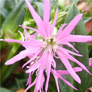 Lychnis Flos-cuculi 'Nana'